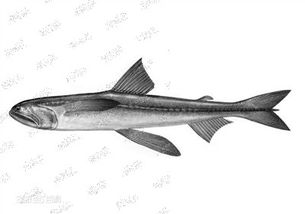 水產品中天然存在甲醛嗎？溫州專家為您揭秘真相