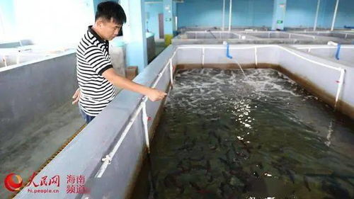 從傳統(tǒng)到現(xiàn)代 文昌水產(chǎn)養(yǎng)殖的轉(zhuǎn)型之路與飼料銷(xiāo)售新機(jī)遇